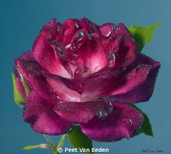 Underwater rose. Prevailing South Easter winds may force ... by Peet Van Eeden 